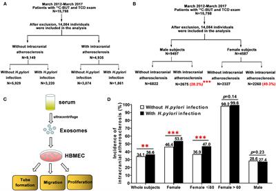 Helicobacter pylori Infection Acts as an Independent Risk Factor for Intracranial Atherosclerosis in Women Less Than 60 Years Old